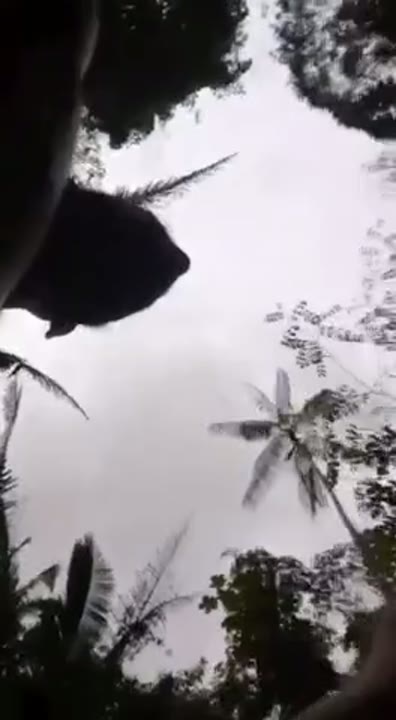 Novinha no mato dando a bucetinha e fazendo seu primeiro porno amador